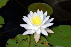 Water lily.  15 cm, in diameter when mature, deeply clefted base.  In summer, blooms white flowers.  peltate leaf shape
