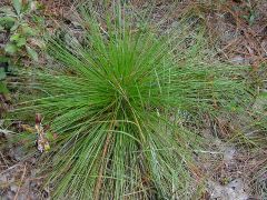 Fire adapted, really long needles. 3 needles/fasicle.  Grass stage with green needles.  Very large cones.  The middle stage is called the 'bottle brush stage".  Distinct "peely" bark.