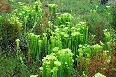 Pitcher plant, tubular leaves that can grow to be a meter tall, can't tolerate shade, mostly wet environments
