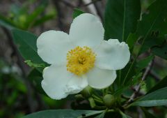 Evergreen, slightly crenate margins.  In July, blooms white flowers