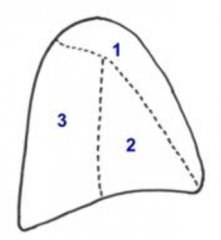 - Anterior / superior (1)
- Middle (2)
- Posterior (3)