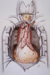 What are the compartments of the mediastinum?