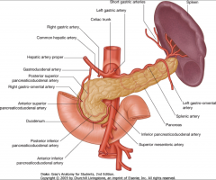 1. superior pancreaticoduodenal from gastroduodenal
2. inferior pancreaticoduodenal from SMA