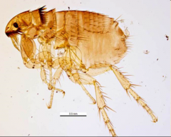 "cat flea"- can infect dogs and cats
- 1st genal tooth same length as other teeth
- anterior margin of head is low
- head is twice as long as it is high and is pointed
- can transmit Bartonella henselae