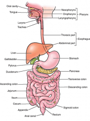-oral cavity
-pharynx
-esophagus
-stomach
-small intestine
-large intestine
-accessory digestive organs: salivary glands, liver, gallbladder, & pancreas