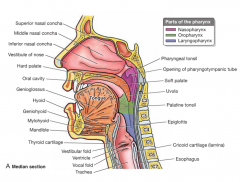 function- transports bolus of food from oral cavity to esophagus during swallowing

subdivisions-
nasopharynx (part of resp. system only)
oropharynx
laryngopharynx