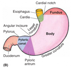 1. cardiac- at gastroesophageal junction
2. fundus- superolateral part below diaphragm
3. body- main part
3. pyloric- funnel part, pyloric antrum--> pyloric canal
(contains pyloric sphincter, contracted normally)