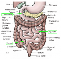 function-
-primary site for nutrient absorption
-receives bile from common bile duct & pancreatic enzymes from the main pancreatic duct
^plicae circulares, vili, & microvili increase surface area for absorption

consists of-
-duodenum
-jeju...