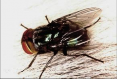 Family calliphoridae: "primary screwworm"- adults: shiny, greenish blue with orange head
- larvae: wood screw shaped- obligate myiasis

- eradicated in US but risk of reentry with globalization and climate change
- reportable 