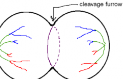 1. Separate sister chromatids
2. Begin cytokinesis (actin ring in the middle)