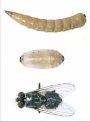 adults: - 7-8 mm long (larger than house fly)
- 4 dark stripes on thorax
- female has black sided abdomen

pupae: 
- white and found in cow manure