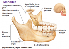 The Lower jawbone is the largest and strongest facial bone 
Composed of two main parts 
Horizontal body
Two upright rami 




Mandibular condyle
Temporomandibular joint- interface of mandibular condyle and mandibular fossa of temporal bone 
Mandib...