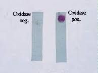Oxidase Test