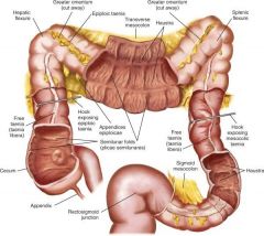 -site for water absorption

features:
-omental appendices, small fatty projections
-teniae coli, 3 bands of longitudinal smooth muscle
-haustra, sacculations

parts:
-cecum (receive contents of ileum) & appendix
-colon (ascending, transve...