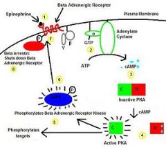 beta-adrenergic pathway