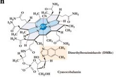 Catalyzes: 1. intramolecular rearrangements. 2. reductions of ribonucleotides to deoxyribonucleotides 3. methyl group transfers (using tetrahydrofolate - see folic acid)