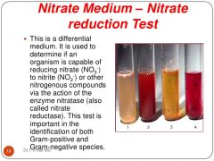 Nitrate Reductase Test
