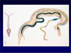 Schistosoma haematobium and Schisatosoma japonicium