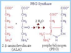 The second reaction where 8 Aminolevulinate (ALA)goes to 4 porphobilinogen (BPG)