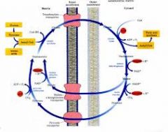 In the inner mitochondrial membrane