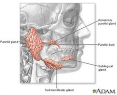 - Parotid gland: serous
- Submandibular gland: mixed, mainly serous
- Sublingual gland: mixed, mainly mucinous