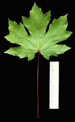 Leaf: opposite 


twigs: Stout smooth pale green


Palmately lobes (5)
