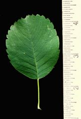 Leaf: Alternate 

Twigs: Slender smooth 

Penniveined Distal serrated lower smooth 