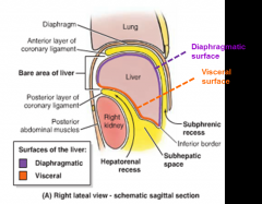 diaphragmatic & visceral surfaces