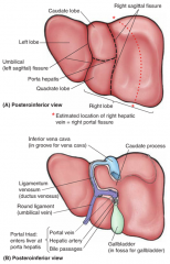 functional- divides R & L lobes by imaginary R sagittal fissure, passing through the gallbladder fossa & fossa for inferior vena cava, each lobe has own portal triad

anatomical- divides R & L lobes by L sagittal fissure formed by the fissure fo...