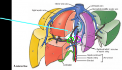 hepatic artery + portal vein + hepatic (bile) duct

Enters at transverse fissue, porta hepatis

*each functional liver lobe has its own portal triad