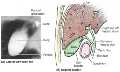 function- releases bile when fat enters duodenum

compartments-
-fundus, blunt end at R 9th costal cartilage
-body, main contact w/ viscera
-neck, makes an S turn to become continuous w/ cystic duct