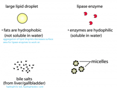 aggregation of lipid droplets decreases surface area for lipase enzymes to work on