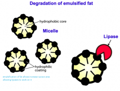 emulsification of fat allows increase surace area allowing lipases to work on it