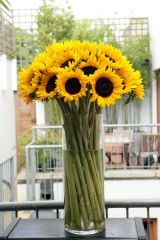 Helianthus annuus

Sunflower    
