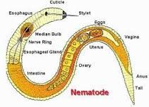Phylum Nematoda - The Roundworms