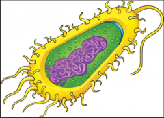 An organism that lacks a membrane bound nucleus.  