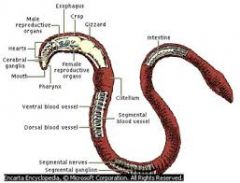 Phylum Annelida - The Segmented Worms: Earthworm, leech, Sandworm