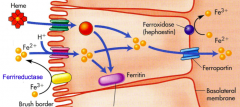  Heme iron is transported across brush
border and enters the same pool as non-
heme iron. Dietary non-heme iron (Fe3+)
must be reduced for transport across the
brush border.

					
					
						Ferroportin (along with
transmembrane protei...