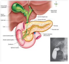 common hepatic duct- formed by the union of R & L hepatic ducts from respective lobes of liver, carries bile from liver
cystic duct- carries bile from gallbladder
common bile duct- formed by union of cystic & common hepatic duct, joins pancreati...