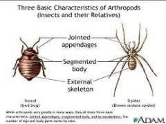 Phylum Anthropoda - Insects, Spiders and Crustaceans
