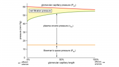 GFR divided by RPF (renal plasma flow) 
