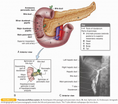main- begins in tail and runs through body, neck, & head, joins bile duct in hepatopancreatic ampulla to drain into the descending part of the duodenum at the major duodenal papilla

accessory- drains part of the head of the pancreas at the mino...