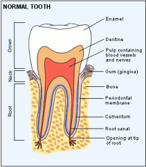 enamel
dentin
cementum
pulp
root canals
periodontal ligament