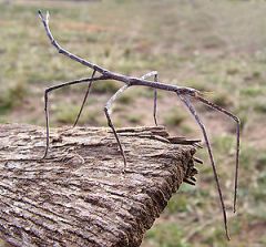 when an animal looks like an object in its environment 


example: walking stick