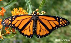When an animal looks like another poisonous or dangerous animal.


Example: Monarch/ Viceroy
