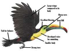An animal's body part that helps it to survive.


Examples: teeth, beak, feathers, scales