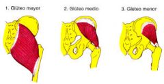 Origen: 
Superficie externa del ilión 
Insercción:
Trocanter mayor
Innervación:
Nervio gluteo superior
Acción:
Abducción y rotación medial del muslo.