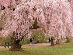 There's a big cherry tree in the park.
