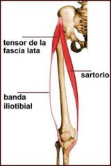 Origen:
Espina iliaca anterosuperior
Inserccion:
Superficie anterior,superior y medial de la tibia
Innervacion:
Nervio femoral
Accion:
Flexion, abducción y rotación lateral del muslo.
Flexión y rotacion lateral de la pierna.