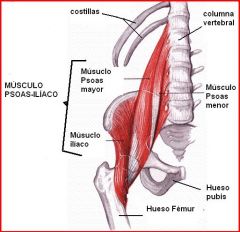 Origen: 
cara lateral de los cuerpos vertebrales y discos invertebrales desde T12-L5.
Insercción: 
Con el iliaco forma el psoasiliaco y se inserta en el trocanter mayor.
Innervación: 
Plexo lumbar (L2 y L3)
Acción:
El psoasiliaco flexion...